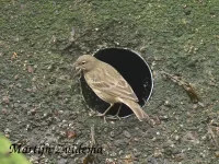 Foto: Oeverpieper [Anthus petrosus] Hoek van Holland Rotterdam ( 13dec2023)